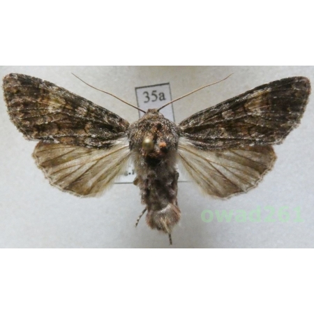 Apamea rubrirena (Treitschke, 1825) Czech35a